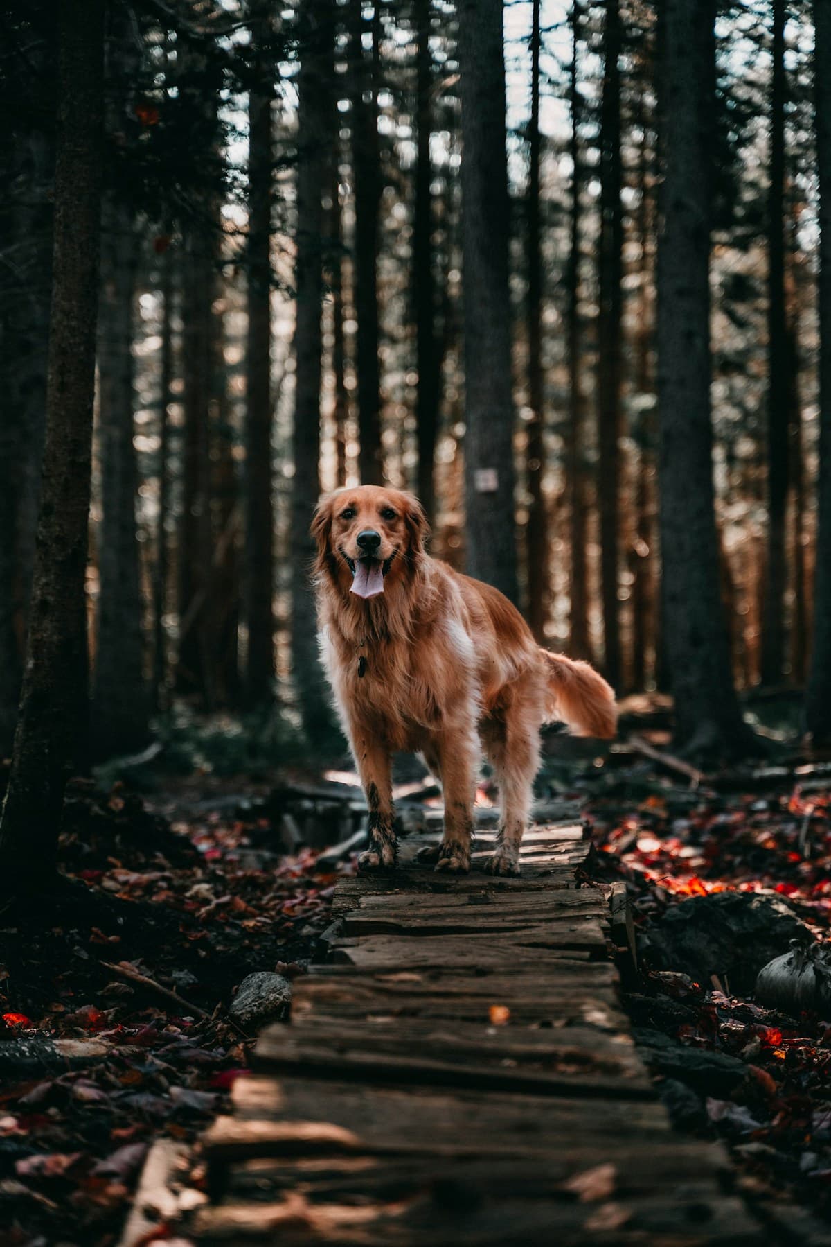 Milo, Anna’s golden retriever, enjoying a quiet woodland trail